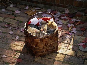 英国街头现《艾尔登法环》“痛巴士” 发售指日可待